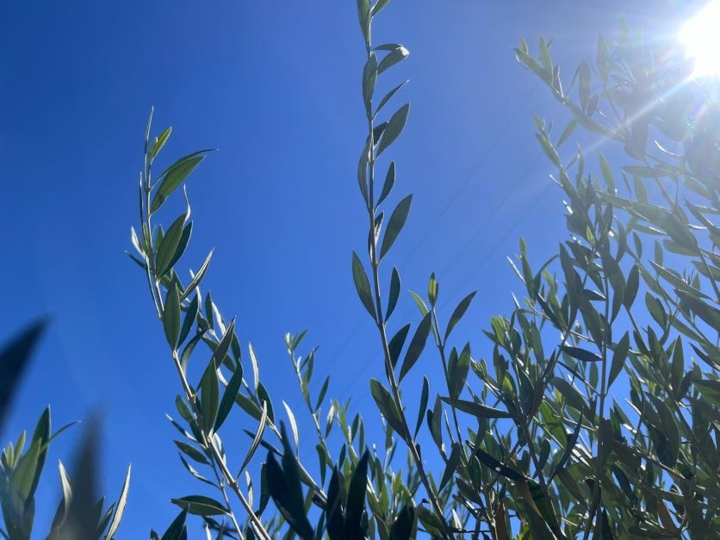 Φυτώρια ελιάς Νεραντζίδου Α.