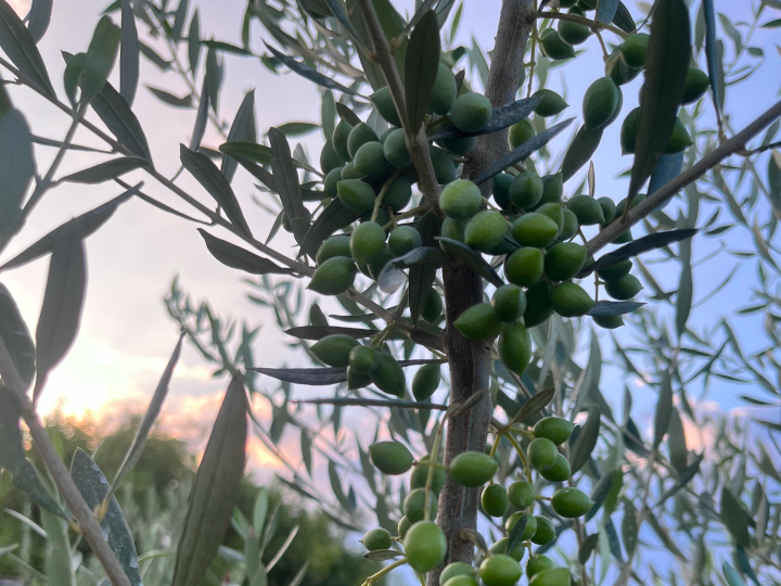 Φυτώρια ελιάς Νεραντζίδου Α.