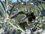 Φυτώρια ελιάς Νεραντζίδου Α.