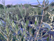 Φυτώρια ελιάς Νεραντζίδου Α.
