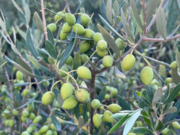 Φυτώρια ελιάς Νεραντζίδου Α.