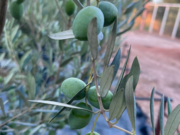 Φυτώρια ελιάς Νεραντζίδου Α.