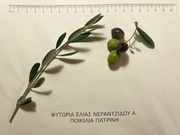 Φυτώρια ελιάς Νεραντζίδου Α.
