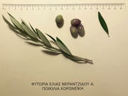 Φυτώρια ελιάς Νεραντζίδου Α.