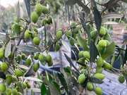 Φυτώρια ελιάς Νεραντζίδου Α.